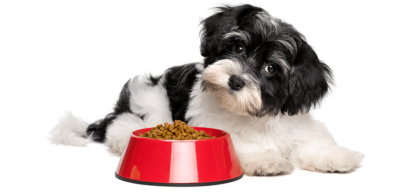 黑白相间的小狗侧着头，旁边是装满食物的塑料碗